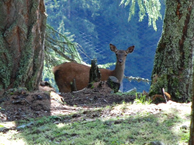 2007-07-04 Malga Stelvio