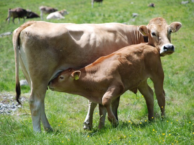 2008-06-19 Val Roseg (Engadina)