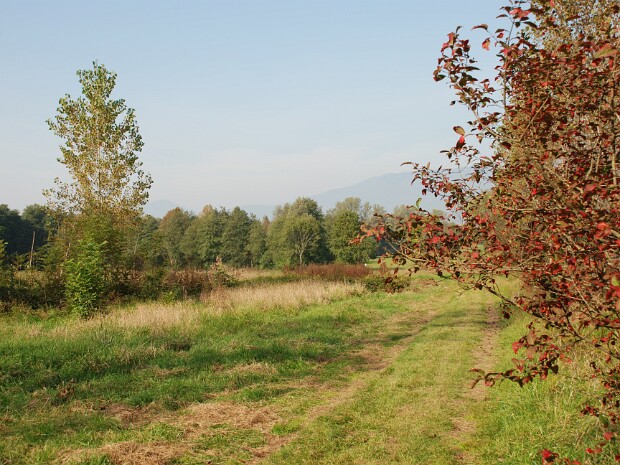 2008-10-12 Palude Brabbia