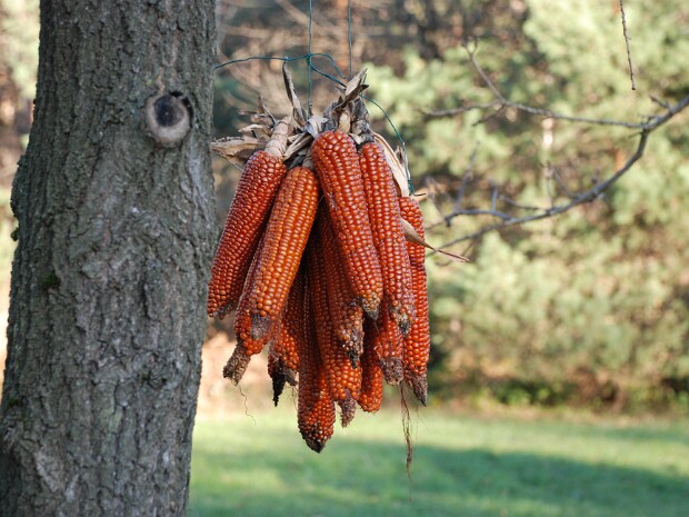 2008-11-23 Parco di Tradate (osservatorio)