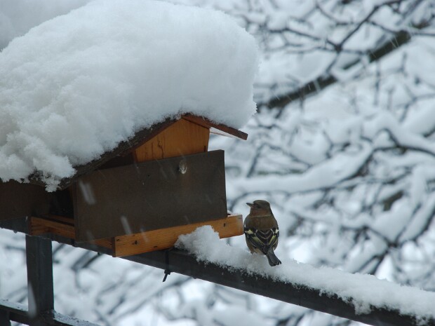 2009-01-06 Bisuschio - Nevicata e party degli uccellini