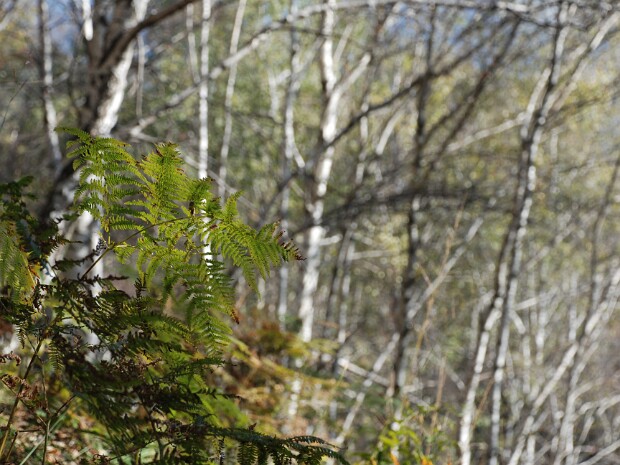 2009-10-25 Lago Delio - Premiazione stambecchi
