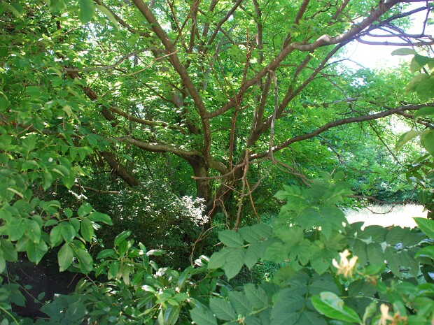 2011-05-29 Lago di Ghirla