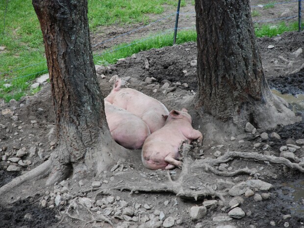 2011-08-14 Alpe Devero