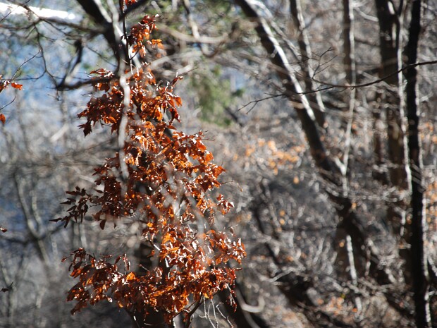 2013-01-05 Forte d'Orino - Campo dei Fiori (VA)