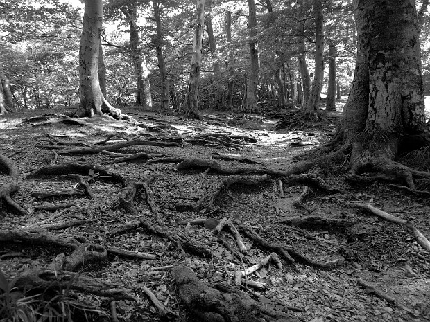 2018.05.10 Monte Generoso