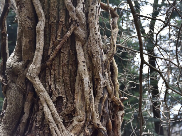 2018.12.16 Monte Bisbino