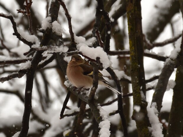 2019.02.17 Carì Predelp