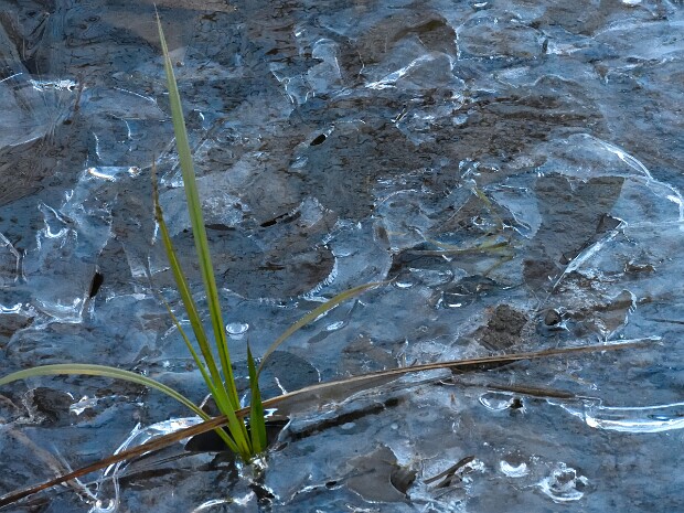 2020.01.05 Palude Brabbia