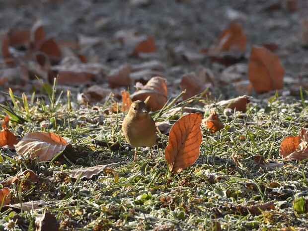 2020.01.19 Bisuschio