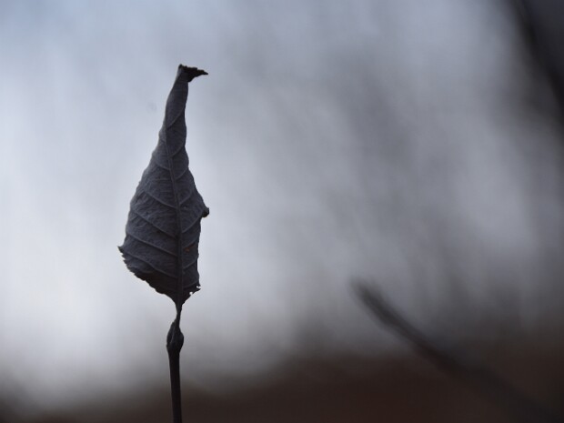 2020.02.02 Monte Prabello