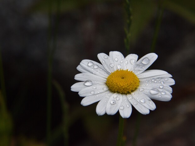 2020.06.29 Capanna Piansecco