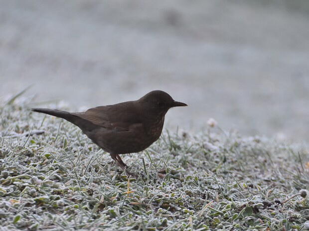 2021.01.08 Alpe Tedesco Monte Corni