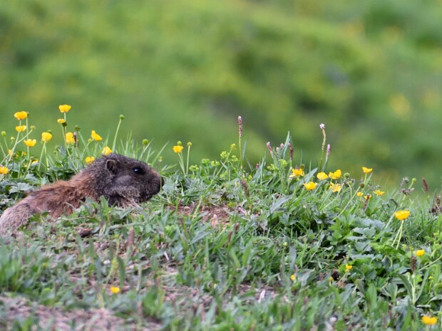 2021.07.13 Rif.Sassolungo