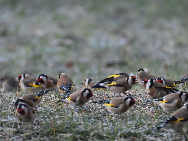 2022.01.16 Monte Piambello da Boarezzo