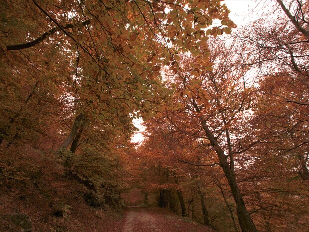 2022.10.16 Orimento - Generoso