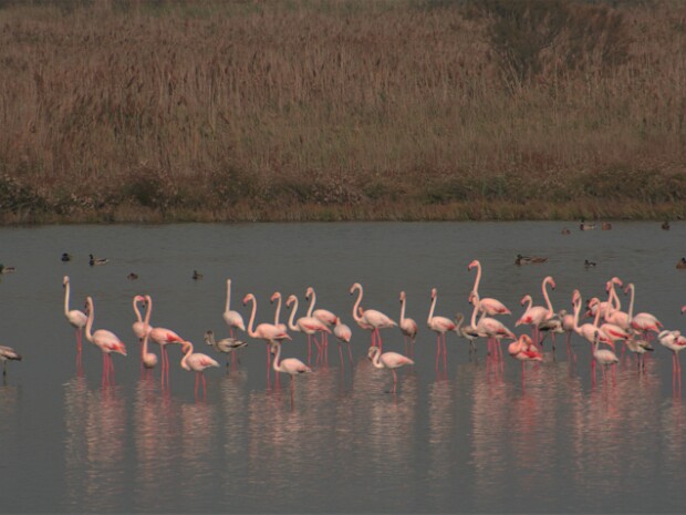 2022.10.27 Pomposa - Comacchio - Ravenna