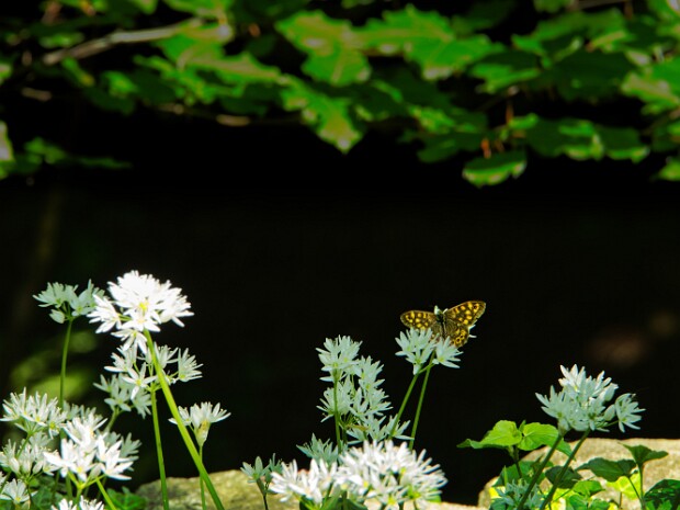 2024.05.11 Boschi bisuschiesi