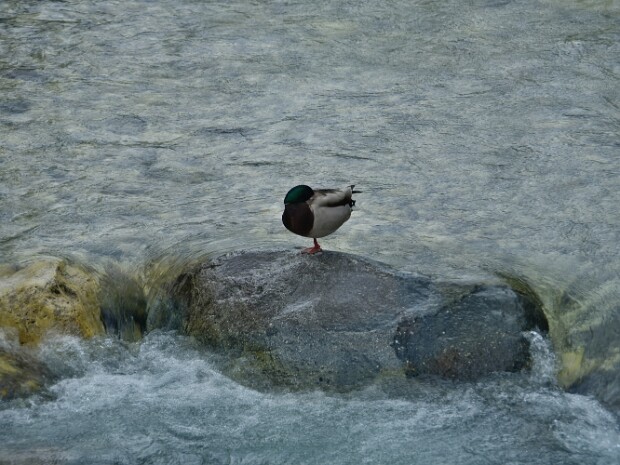 2024.06.02-03 Fiera di Primiero