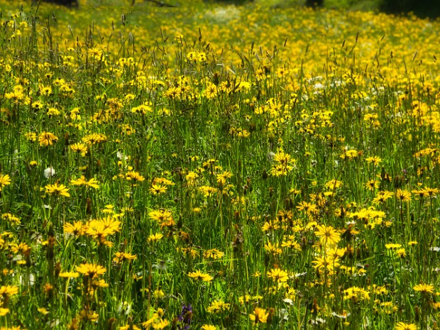 2024.06.06 Fiori di Moena