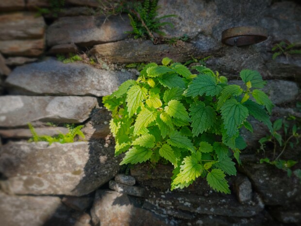 2025.09.20 Monte Limidario