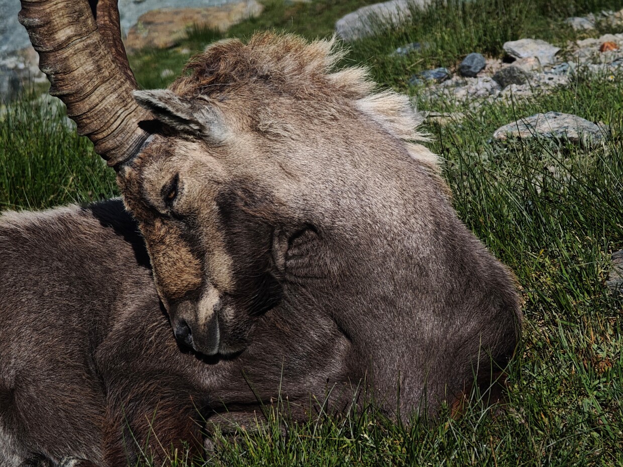 2025.07.11 Mezzalama - Rifugio Ferraro - Palon de Resy