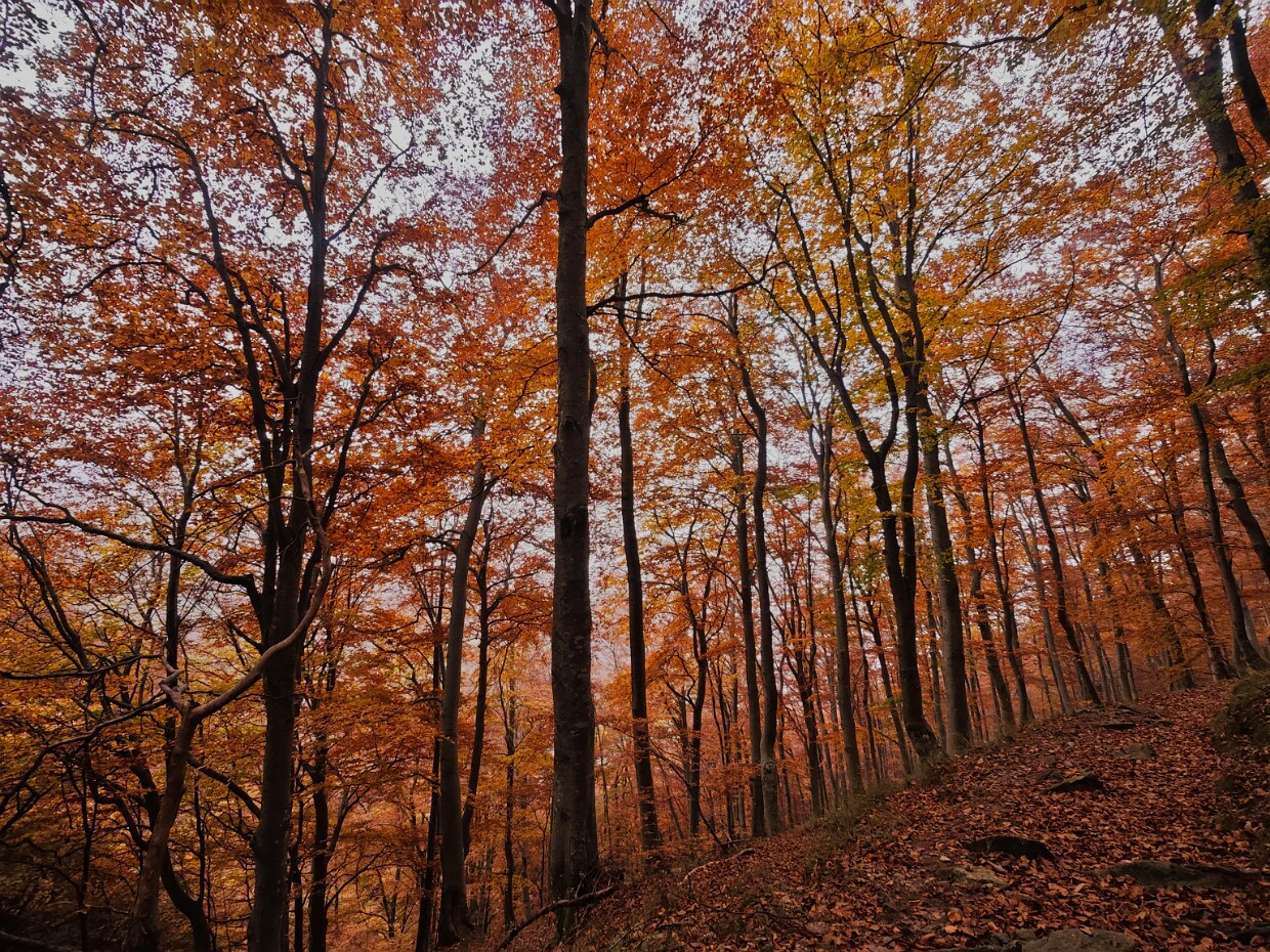 2025.10.12 Monte Gambarogno